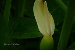 Xanthosoma sagittifolium